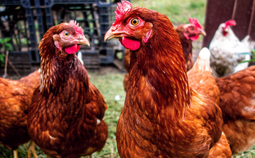 Chicken-ality Quiz